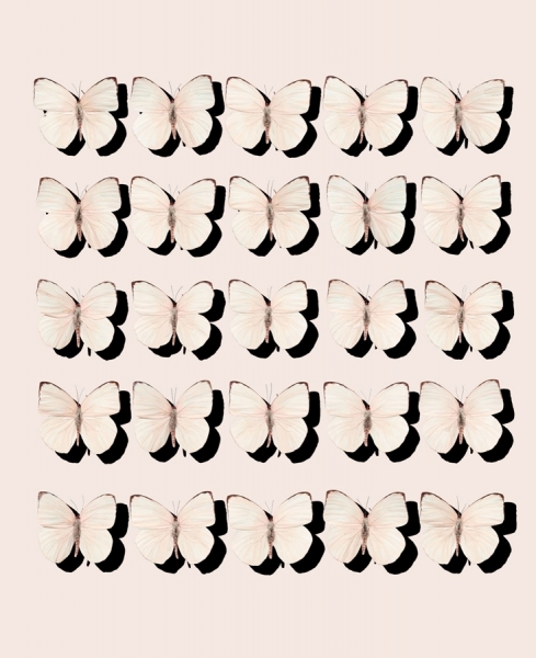 Photograph Louisa Parry Louisaparry_butterflyshadow1 on One Eyeland